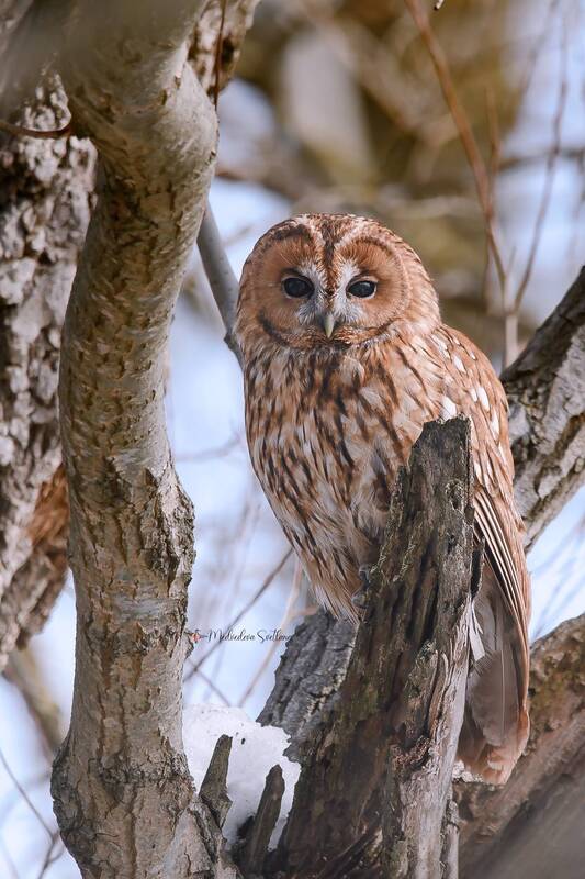 фотоохота, птица,зима, неясыть, серая неясыть Не совсем серая неясыть. фото превью