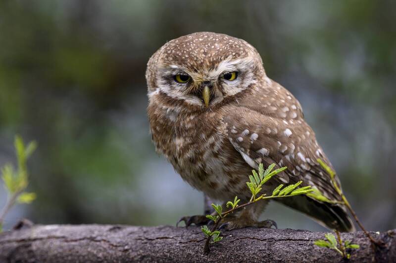 Чего разбудил? фото превью
