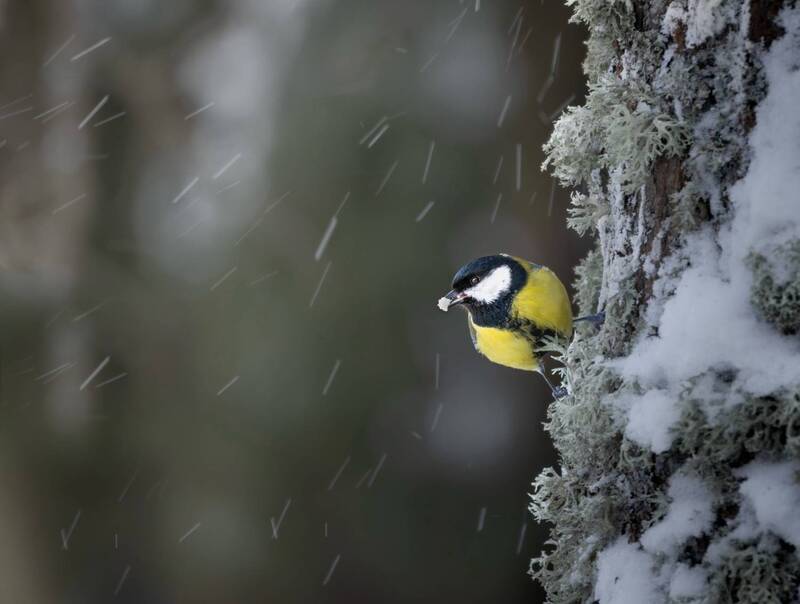 Среди холода фото превью