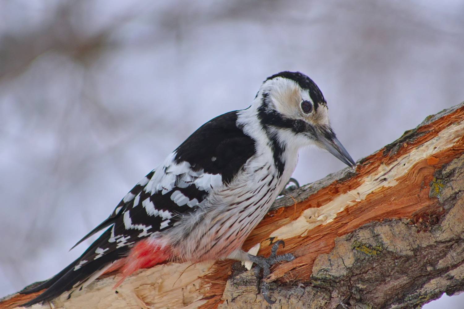 белоспинный дятел, dendrocopos leucotos,, sergey izoya