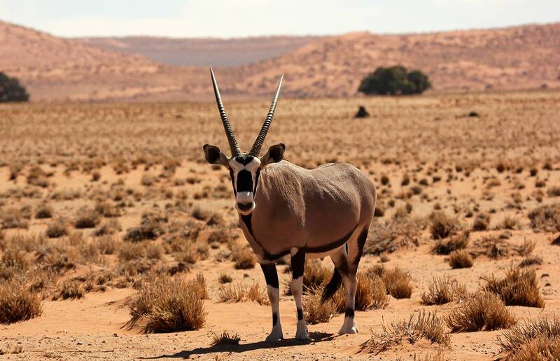 Гость фото превью