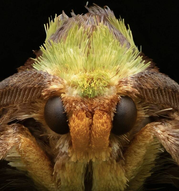 Elf moth portrait фото превью