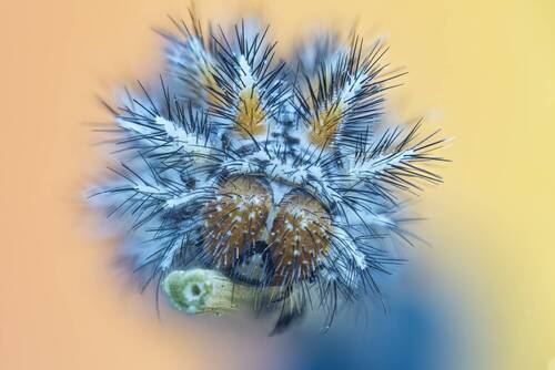 Melitaea didyma caterpillar