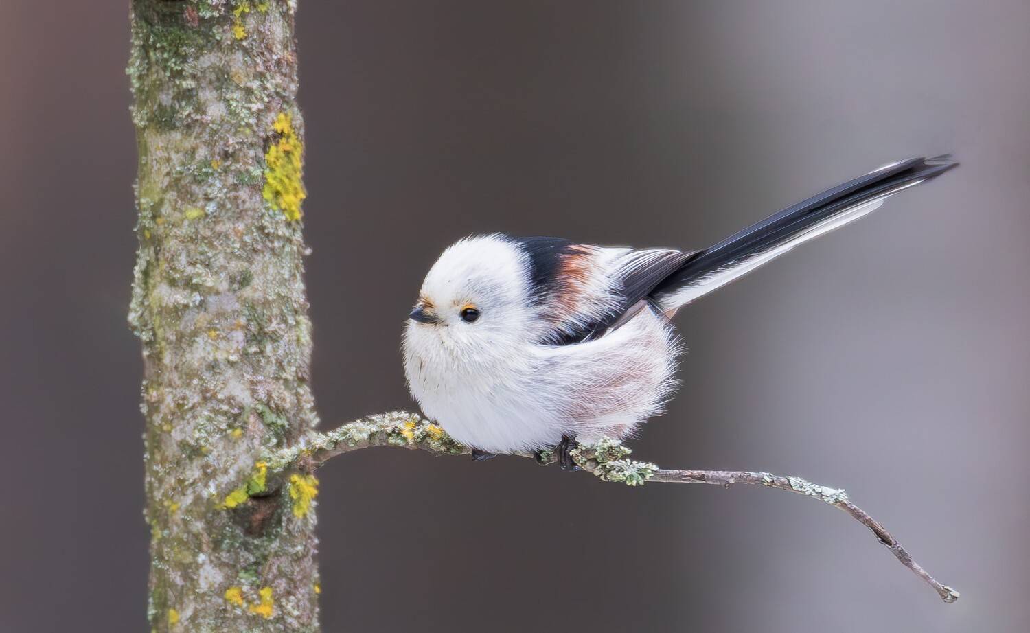 птицы, длиннохвостая синица, птица, ополовник, Жгилёв Сергей