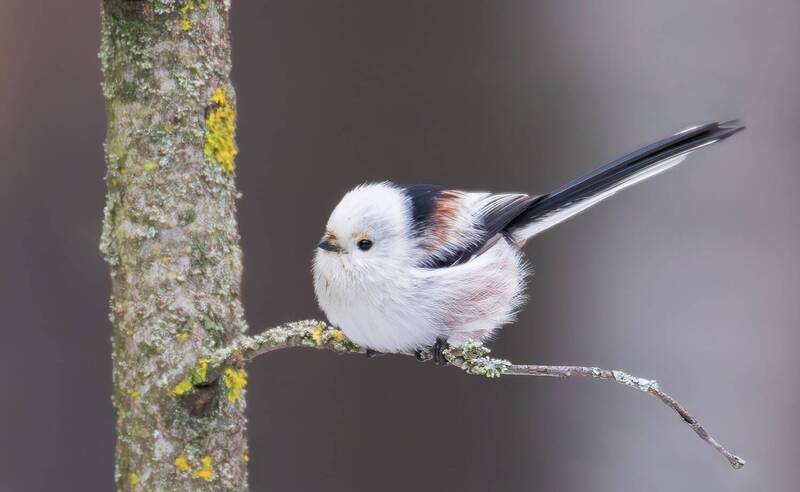 птицы, длиннохвостая синица, птица, ополовник Длиннохвостая синица (Aegithalos caudatus). фото превью