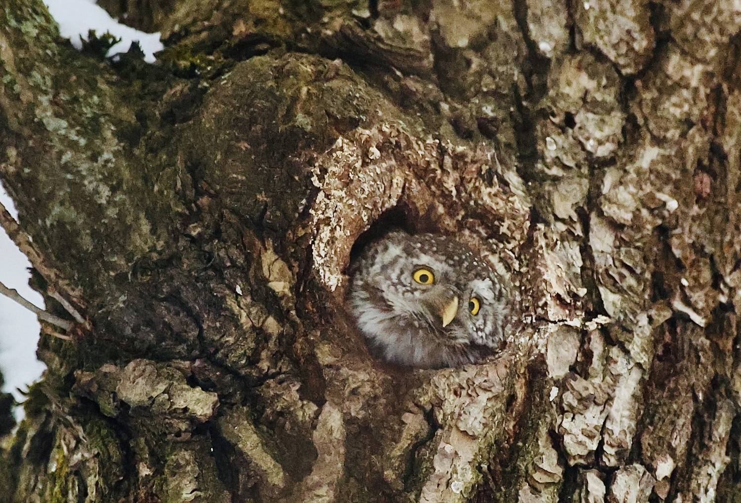 , Голубков Леонид