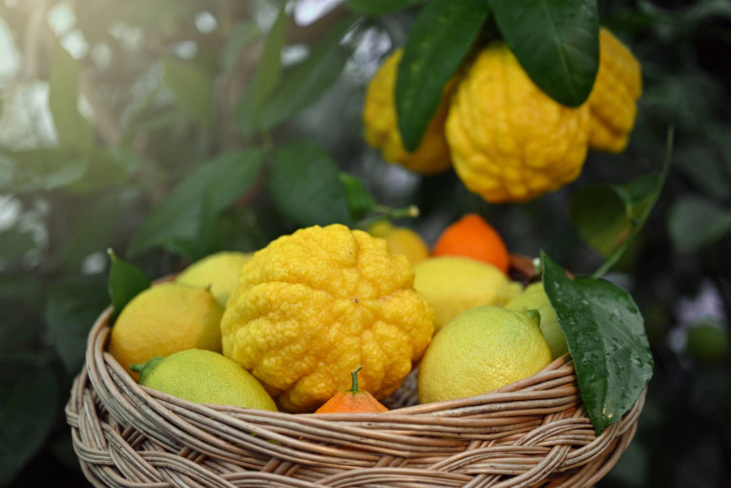 , Калёв Сергей