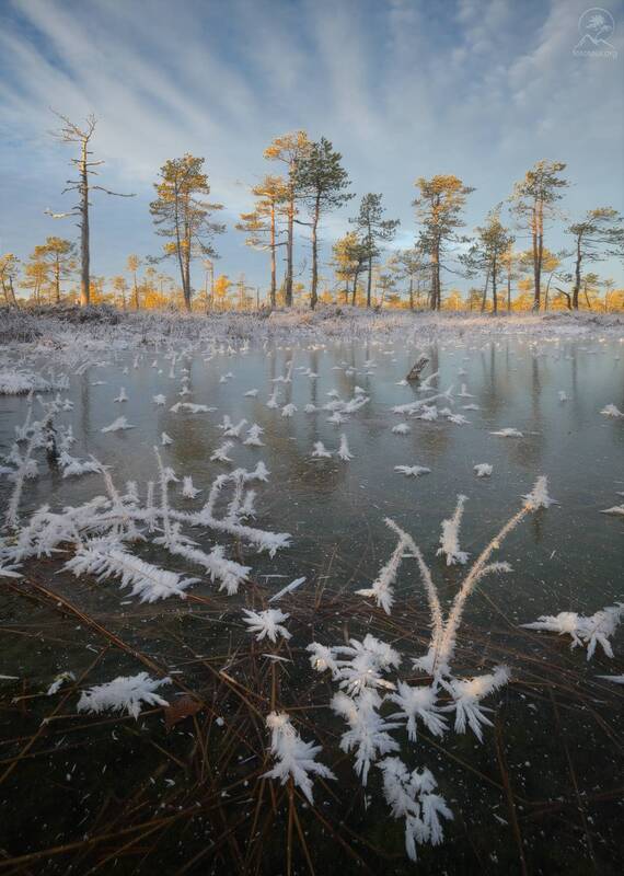 болото, фототур по болотам, ленобласть Первый лёд фото превью
