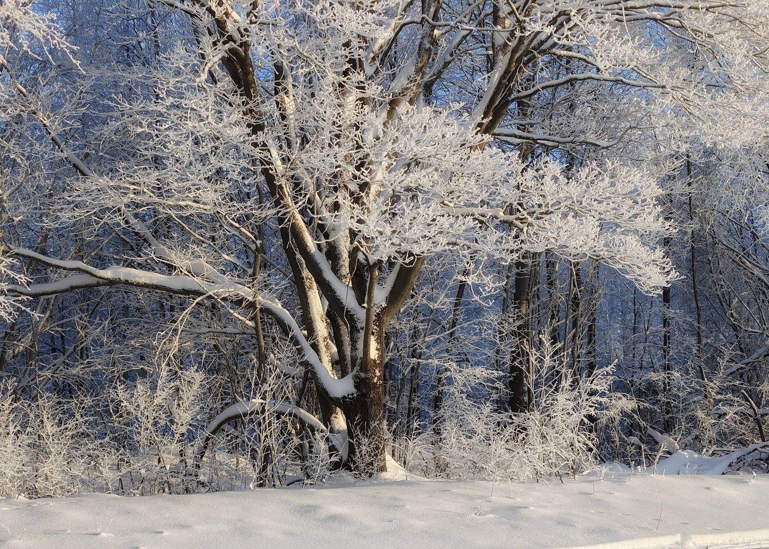 , Кондрашова Светлана