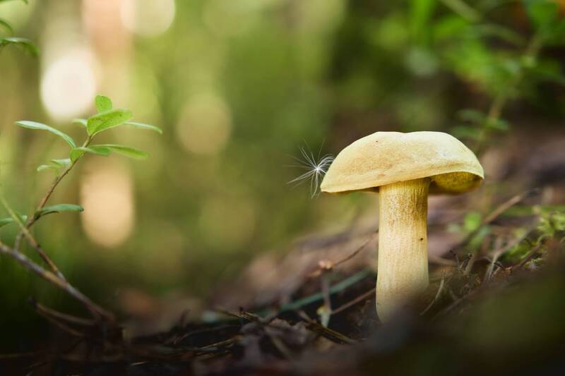 гриб, лес Грибок фото превью