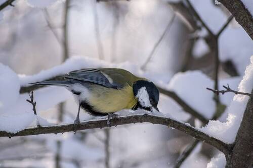 Немножко снега, когда хочется пить.