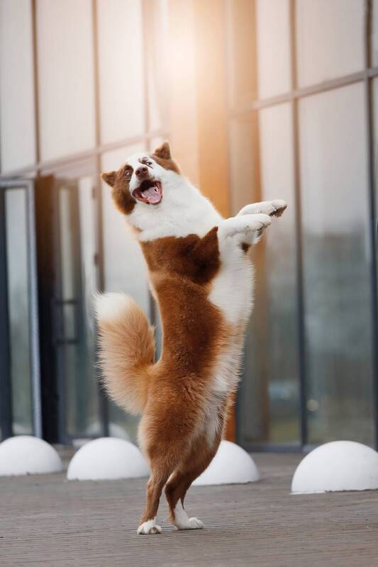 Прекрасные создания собаки фото превью