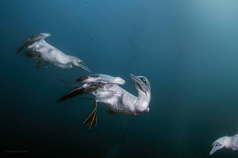 Кто здесь? фото превью