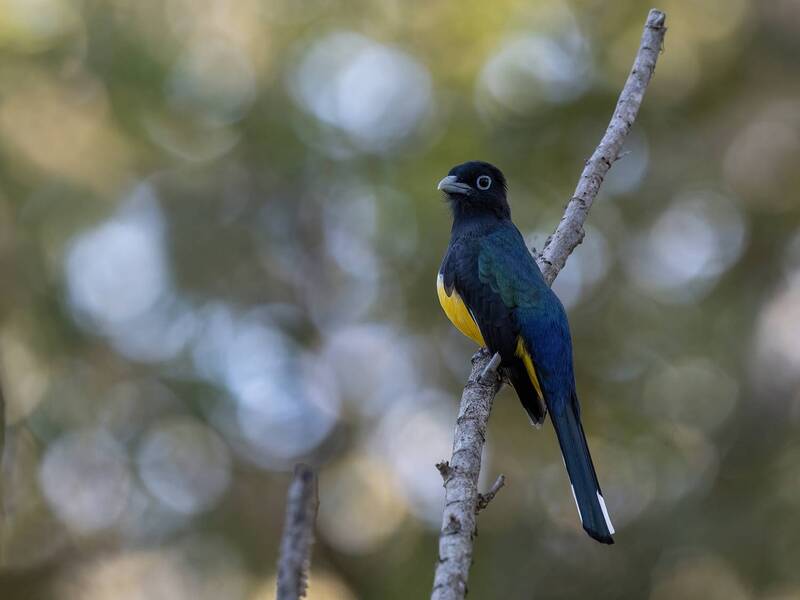 Black-headed Trogon фото превью