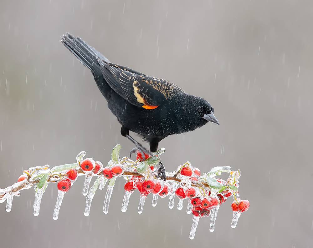 red-winged blackbird, красноплечий трупиал, зима, winter bird, птицы, snow, winter, cold, rain, дождь, blackbird, трупиал, Etkind Elizabeth