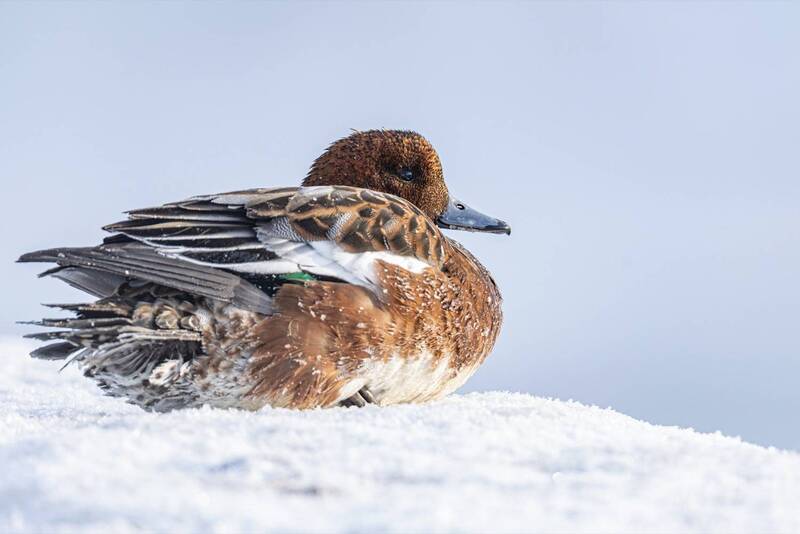 Свиязь фото превью