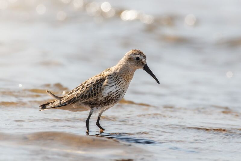 wildlife, birdwatching, nature, bird photography, птица, фотоохота, природа, чернозобик Чернозобик  фото превью