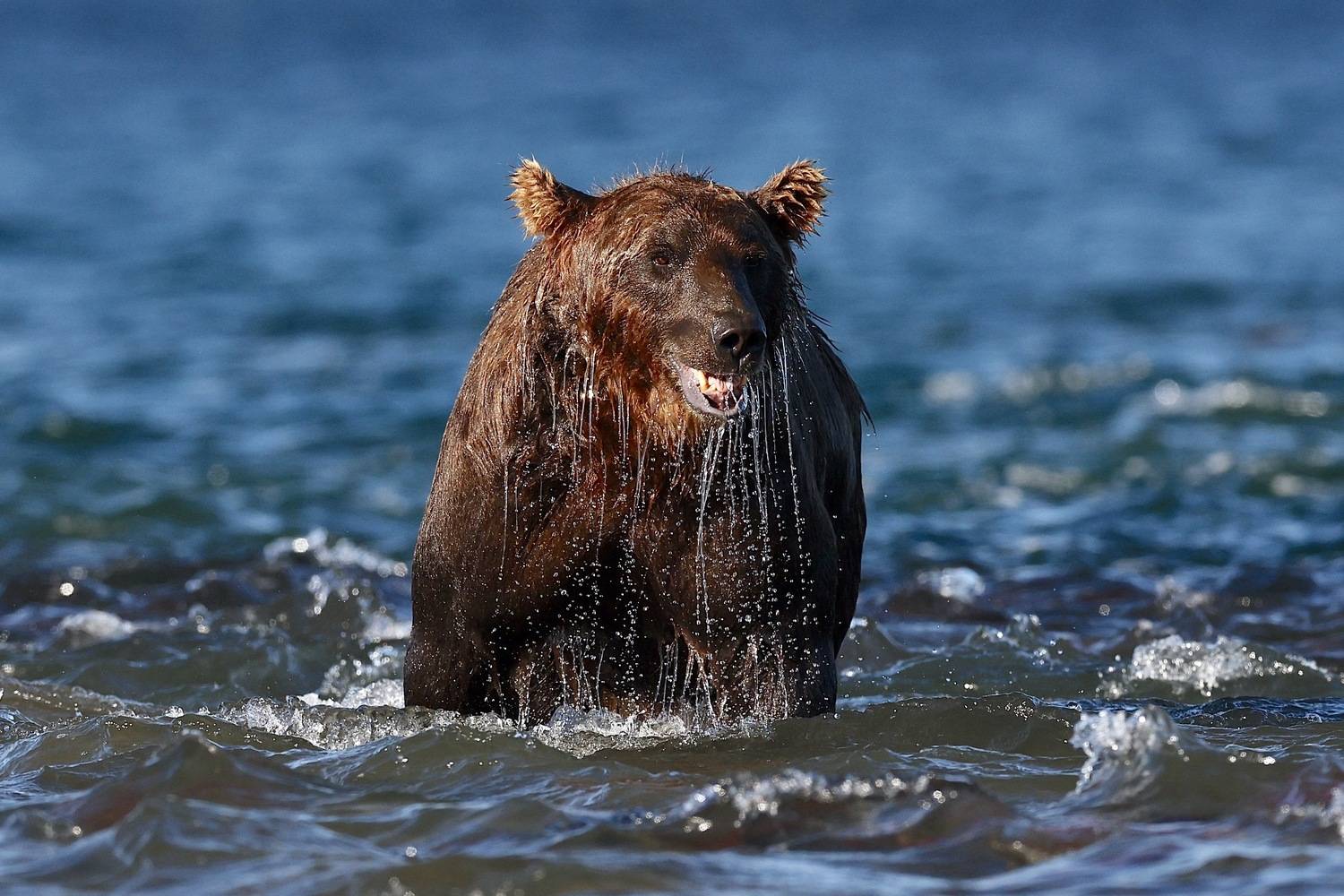 , Голубков Леонид