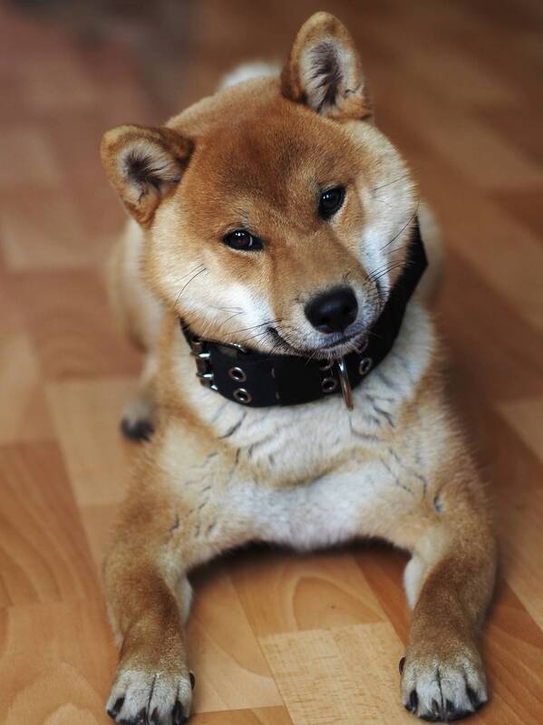 Сибушка фото превью