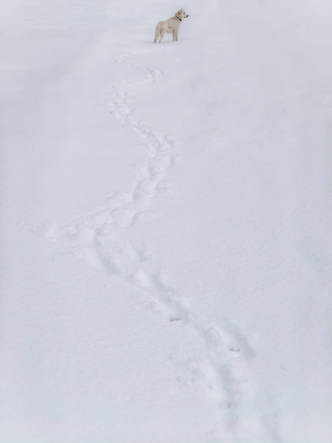 , Кондрашова Светлана