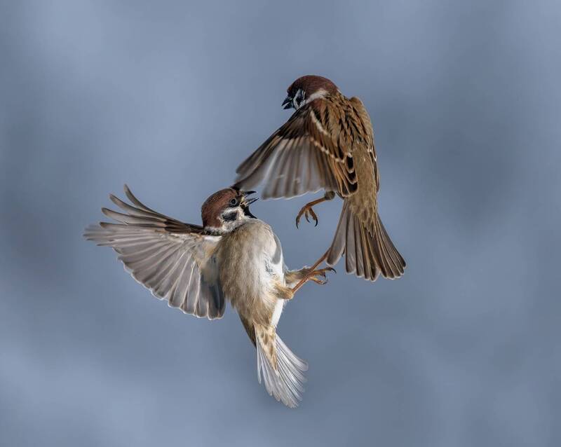 Не отпущу фото превью