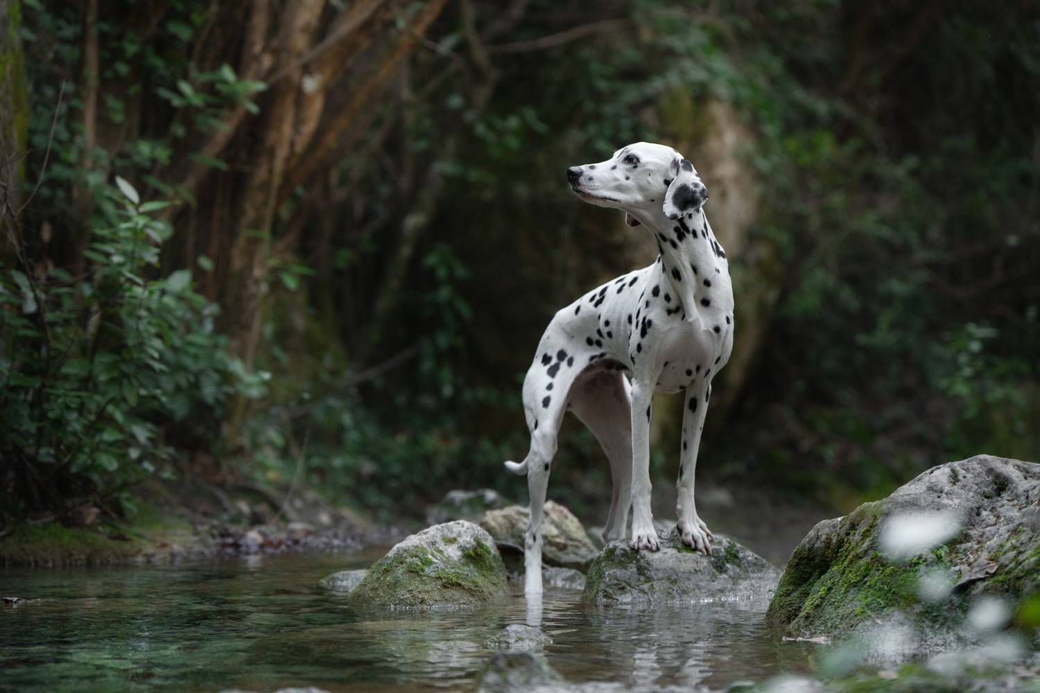 , Андрианова Ирина