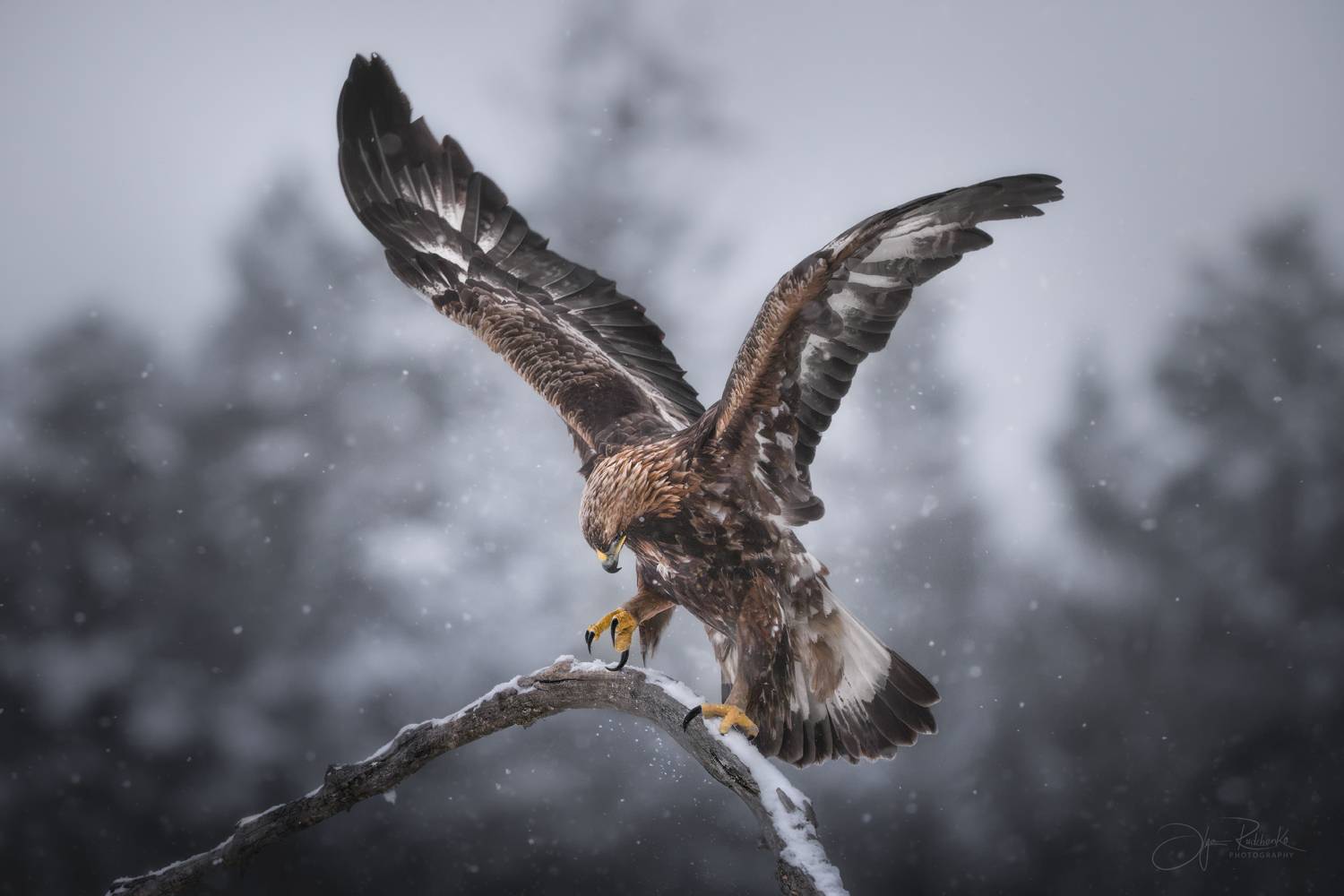 беркут, орел, golden eagle, eagle, беларусь, красный бор, хищник, Рудченко Ольга