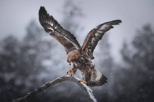 Воздух и крылья