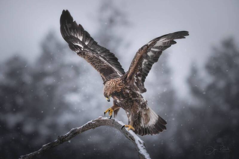 беркут, орел, golden eagle, eagle, беларусь, красный бор, хищник Воздух и крылья фото превью