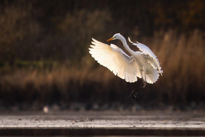 Heron фото превью