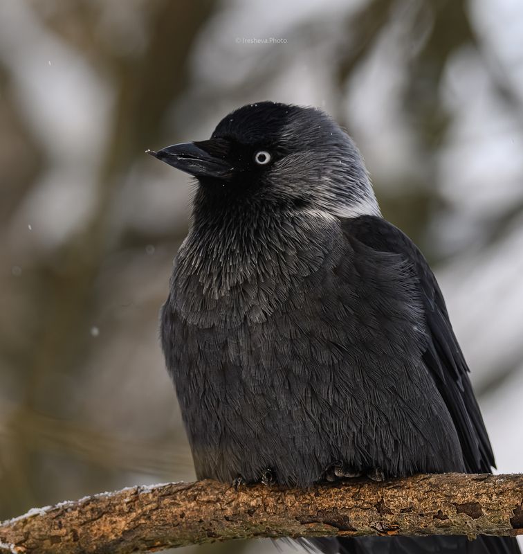 Галка,птица,врановые Галка фото превью