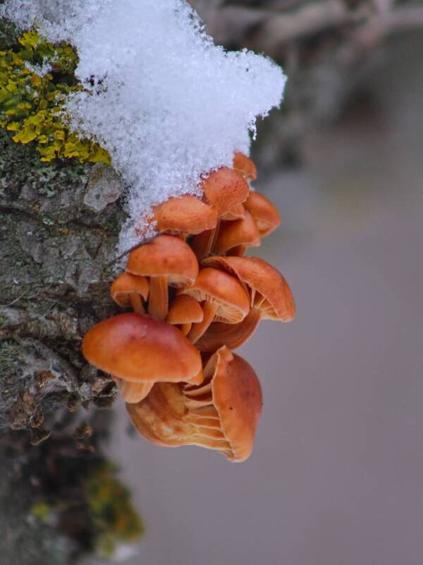 опёнок зимний, flammulina velutipes, фламмулина бархатистоножковая, галло, Nature фото превью