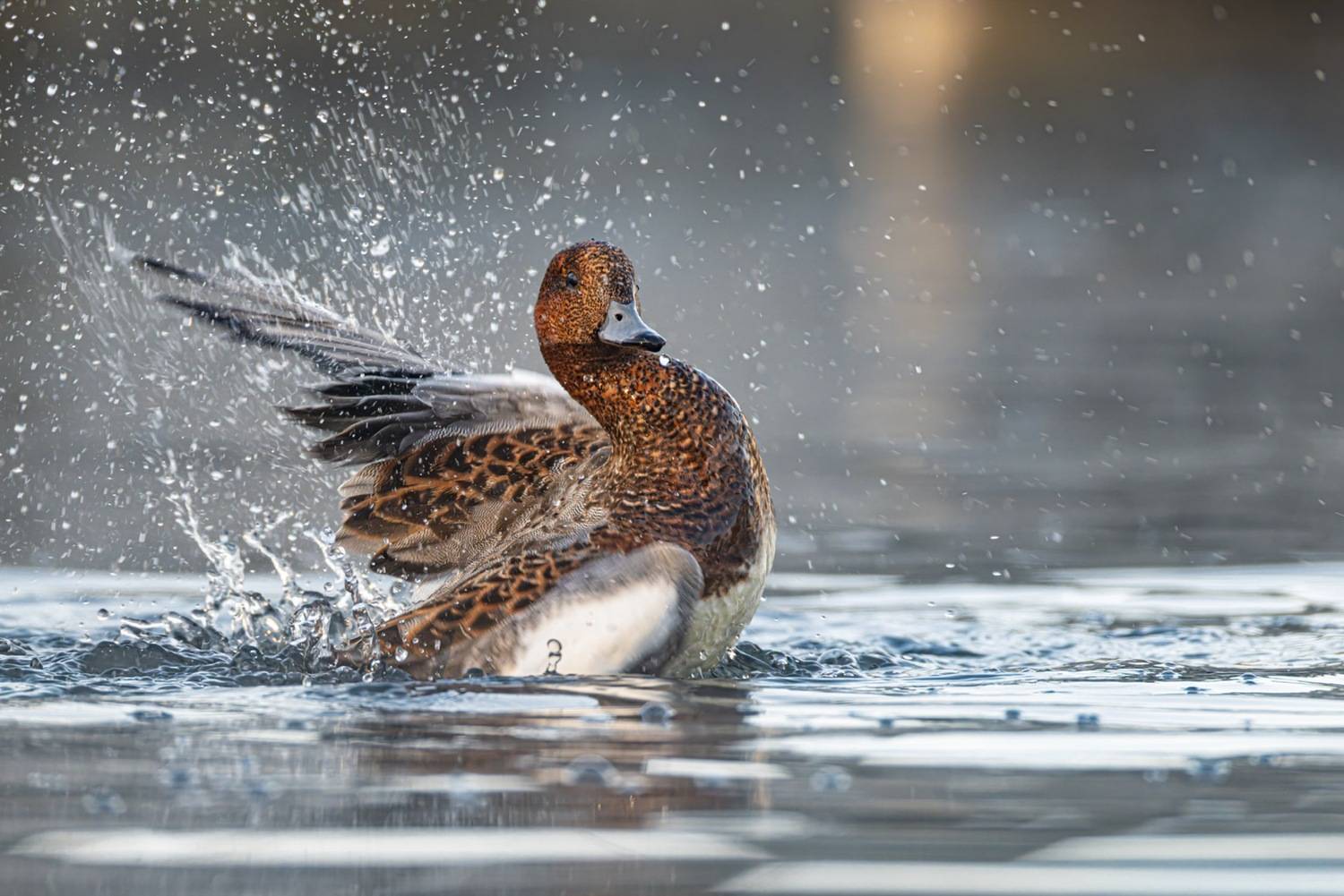 свиязь, утки, птицы, Ruslan Pl