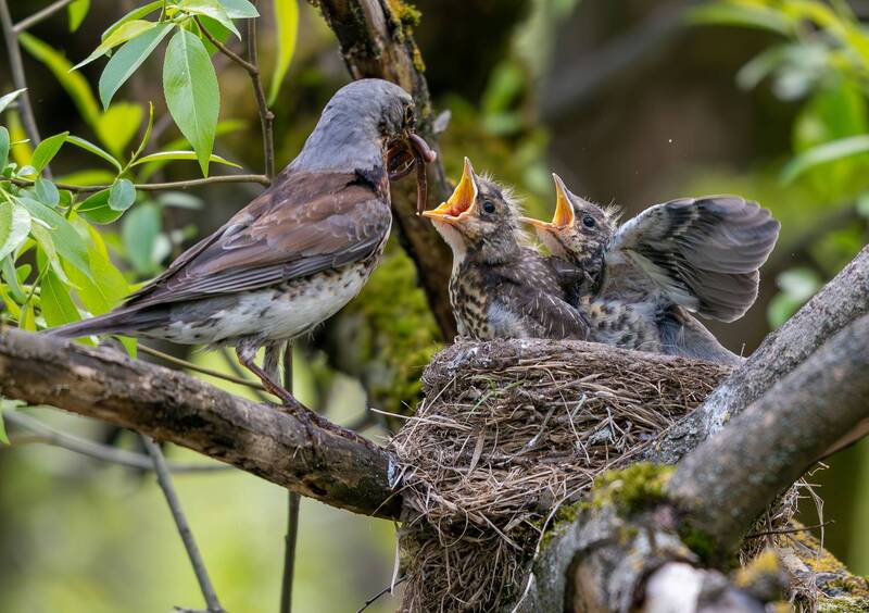 Обед дроздов - рябинников фото превью