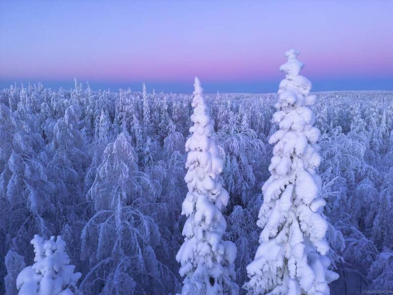 север, зима, мороз, синий час, снег, тайга, рассвет, ели За мгновение перед рассветом фото превью