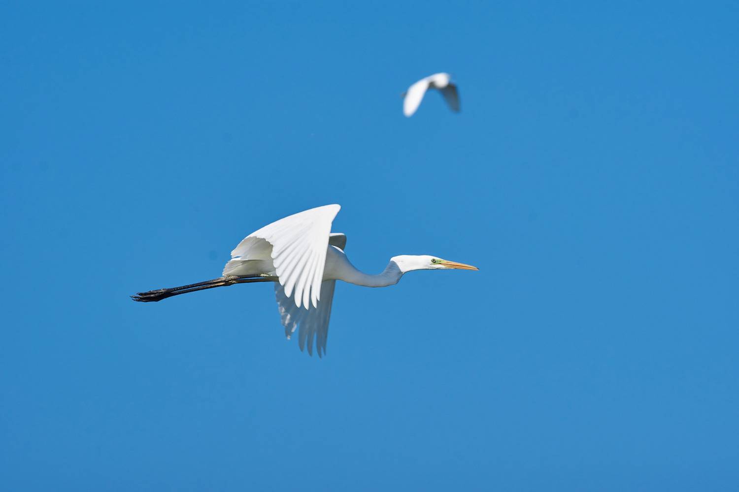 Большая белая цапля, цапля, , Павел Сторчилов