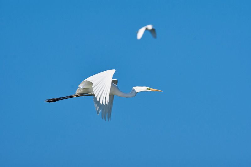 Большая белая цапля, цапля,  Большая белая цапля фото превью