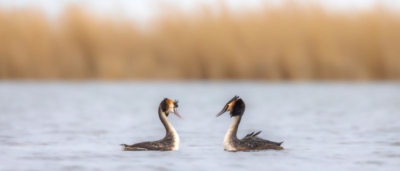 Встреча.  фото превью