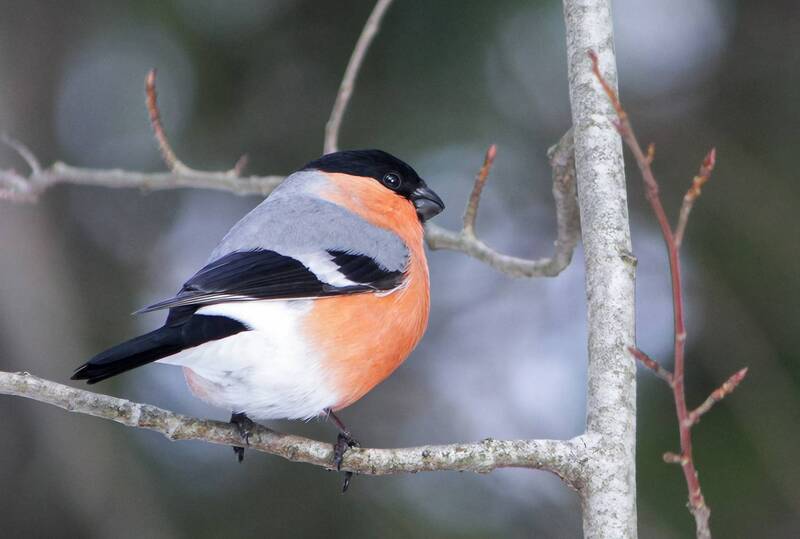 Снегирь фото превью