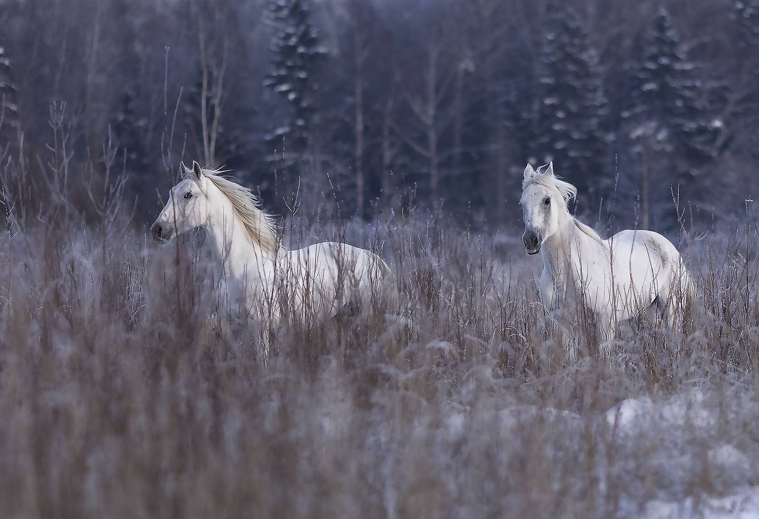 лошади,рысаки,галоп,красота, поле,лес, природа, horses, beautiful, forest,nature, Стукалова Юлия