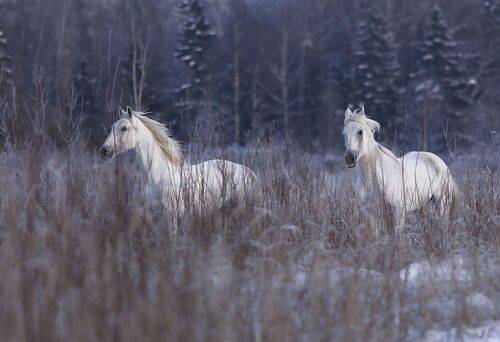 Галоп белогривых по зимнему простору