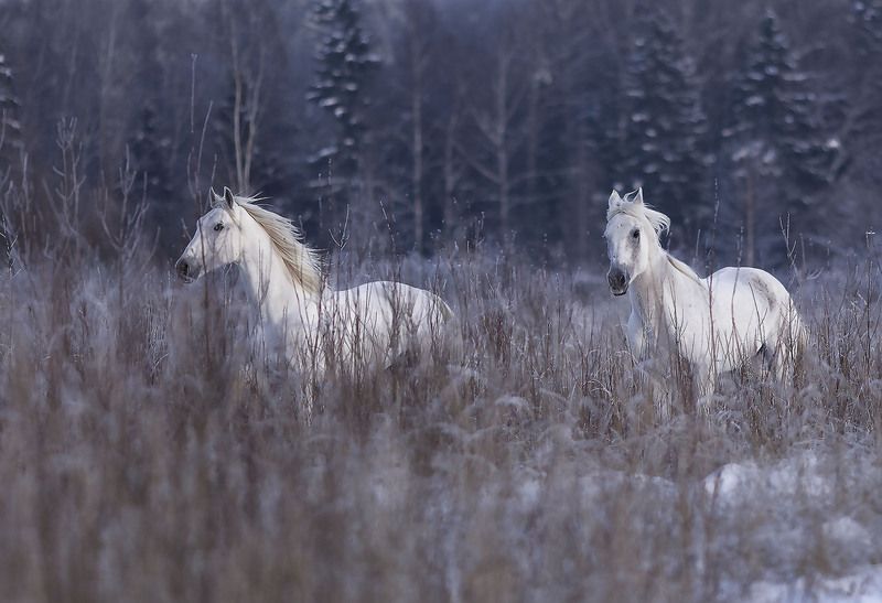 Галоп белогривых по зимнему простору фото превью