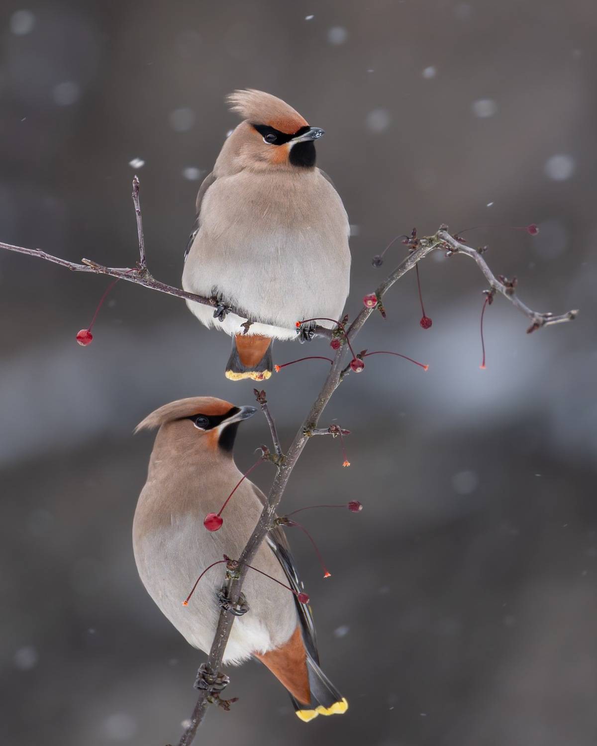 свиристель, птицы, Ruslan Pl