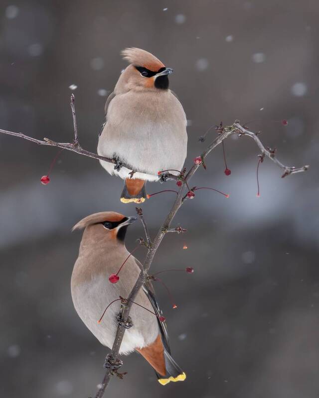 Налетели свиристели фото превью