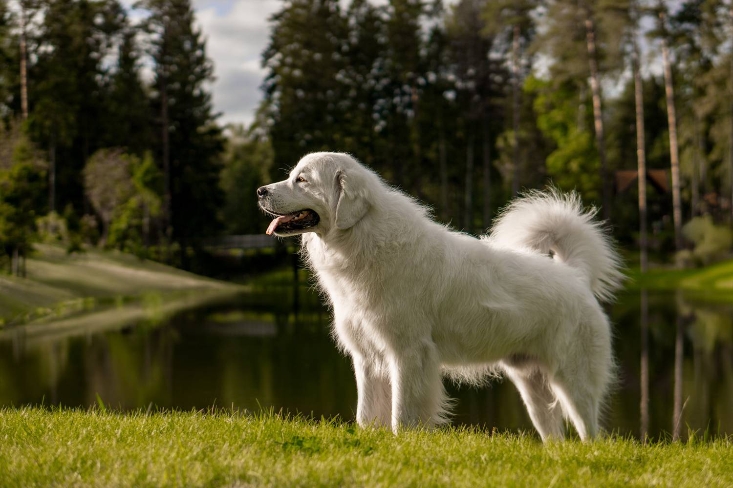 , Гречаная Мария