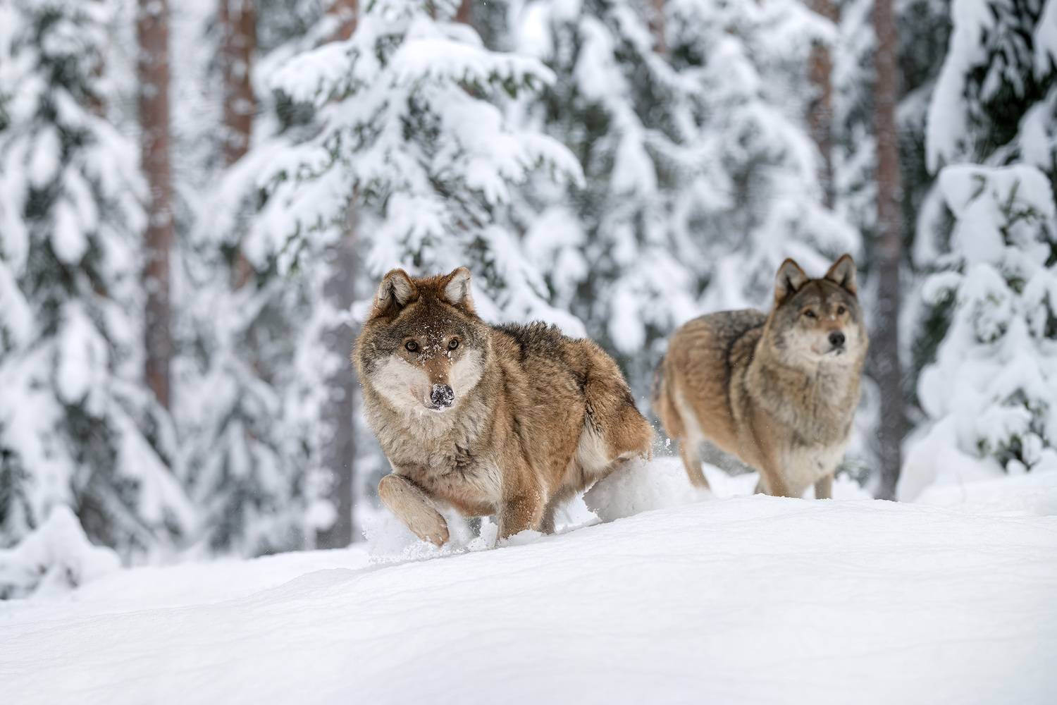волк, природа, хищник, лес, зима, снег, фотоохота, wildlife, wolf, grey wolf, серый волк, животные, Михаил Ездаков