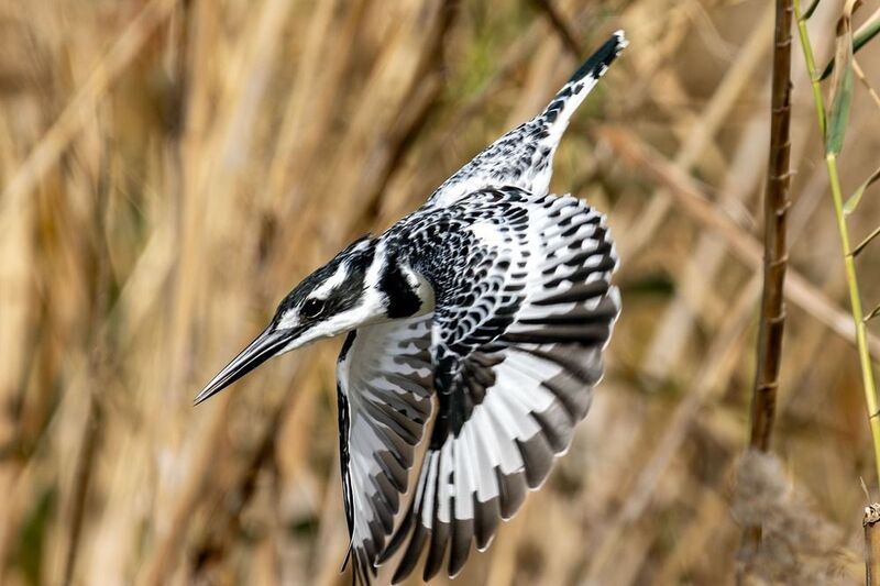 Pied kingfisher малый пегий зимородок фото превью