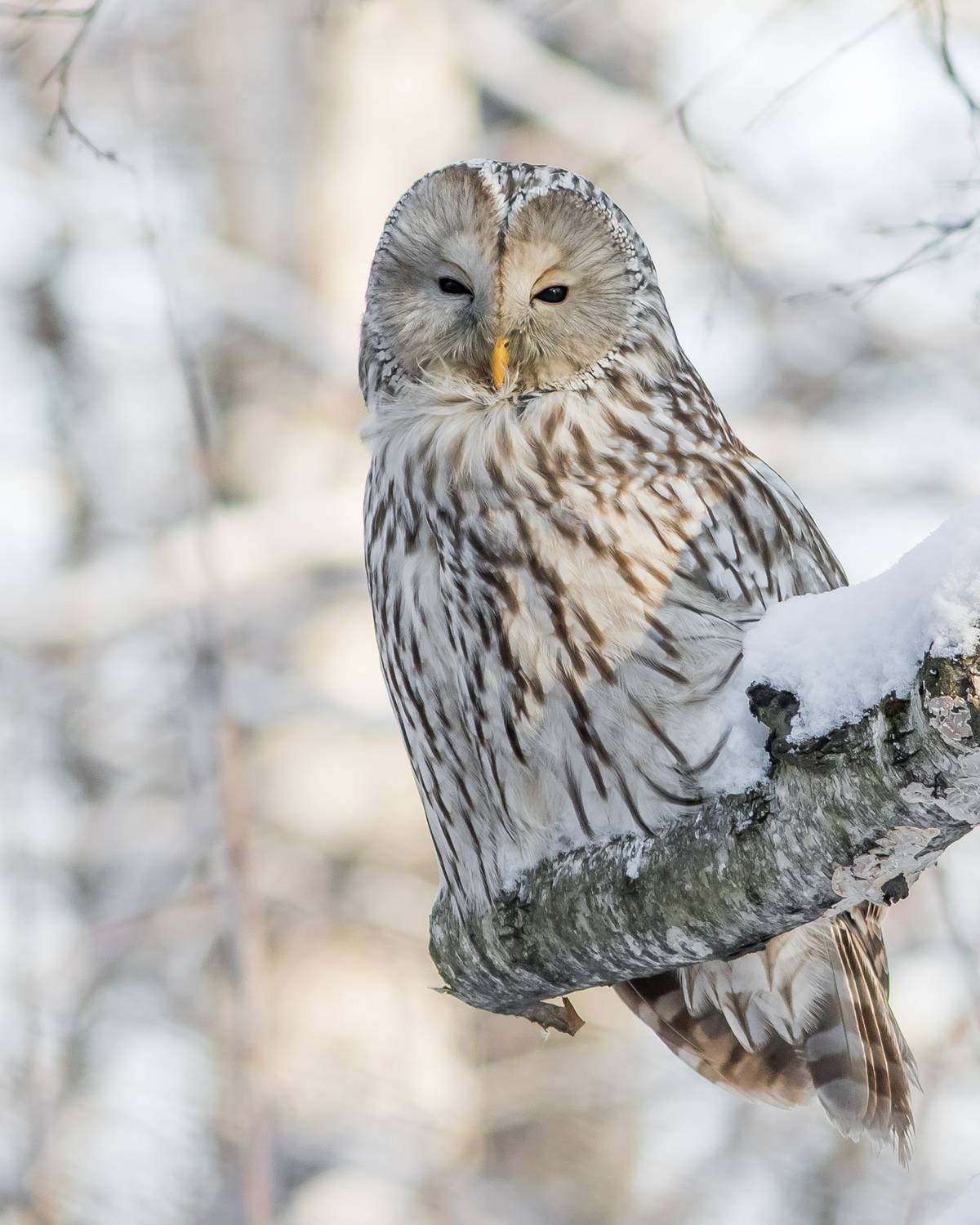 уральская неясыть, длиннохвостая неясыть, Суслов Дмитрий