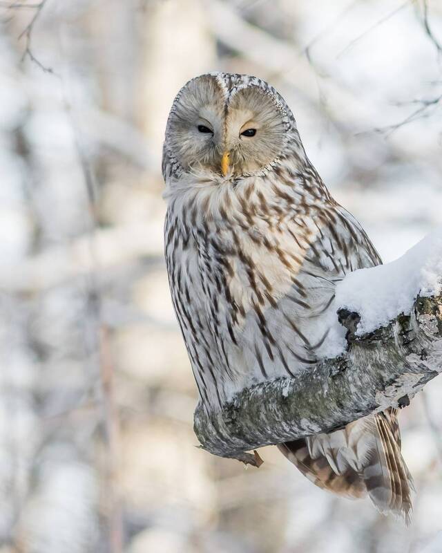 уральская неясыть, длиннохвостая неясыть Длиннохвостая неясыть фото превью