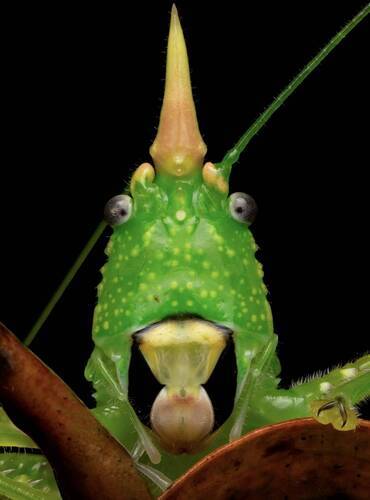 Conehead katydid
